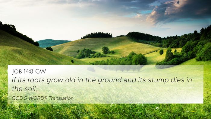 Job 14:8 GW 4K Wallpaper - If its roots grow old in the ground and its stump - 4K Wallpaper Bible Verse