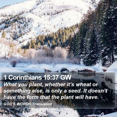 1 Corinthians 15:37 GW Bible Verse Image