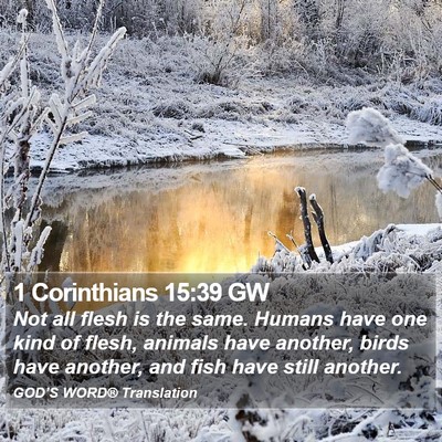 1 Corinthians 15:39 GW Bible Verse Image