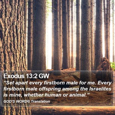 Exodus 13:2 GW Bible Verse Image