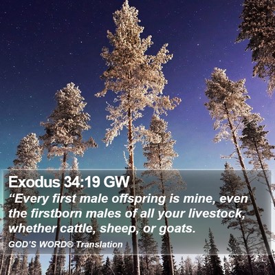 Exodus 34:19 GW Bible Verse Image