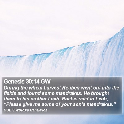 Genesis 30:14 GW Bible Verse Image