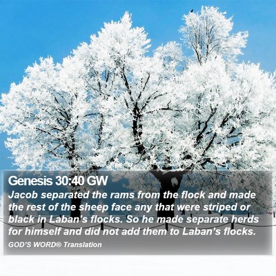 Genesis 30:40 GW Bible Verse Image