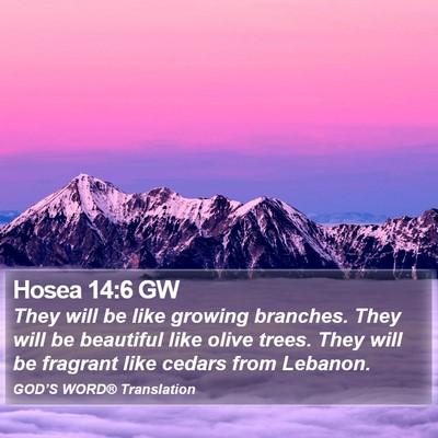 Hosea 14:6 GW Bible Verse Image