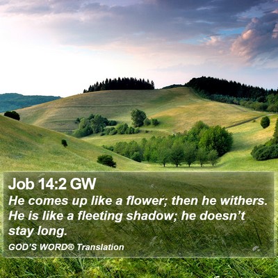 Job 14:2 GW Bible Verse Image