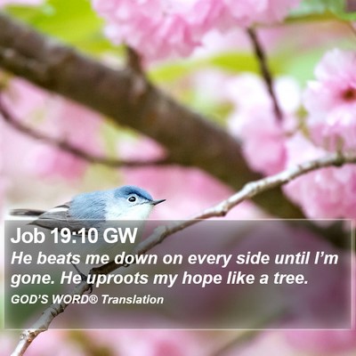 Job 19:10 GW Bible Verse Image