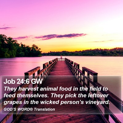 Job 24:6 GW Bible Verse Image