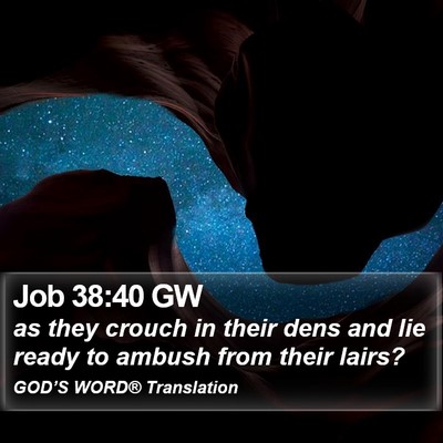 Job 38:40 GW Bible Verse Image