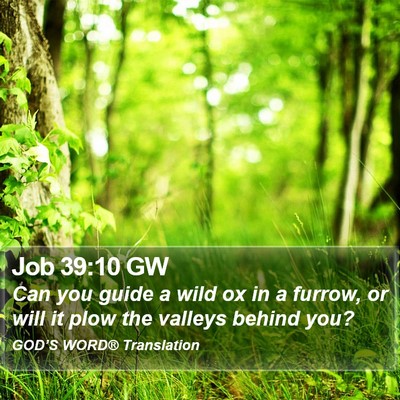 Job 39:10 GW Bible Verse Image