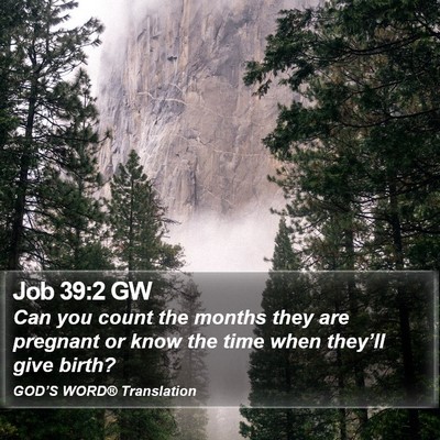 Job 39:2 GW Bible Verse Image