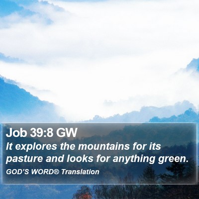 Job 39:8 GW Bible Verse Image