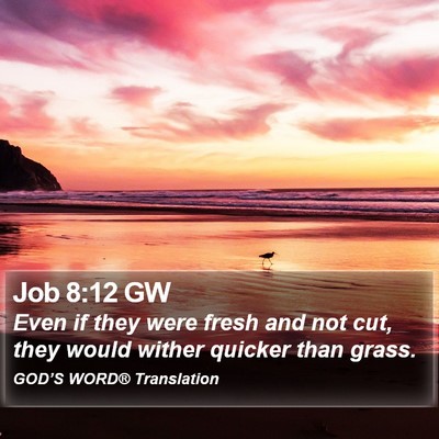 Job 8:12 GW Bible Verse Image
