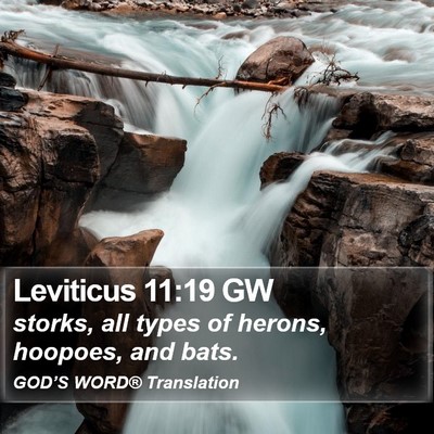 Leviticus 11:19 GW Bible Verse Image
