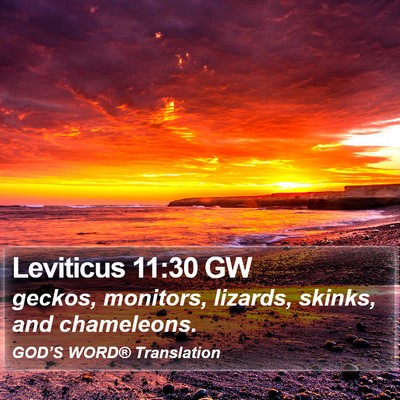 Leviticus 11:30 GW Bible Verse Image
