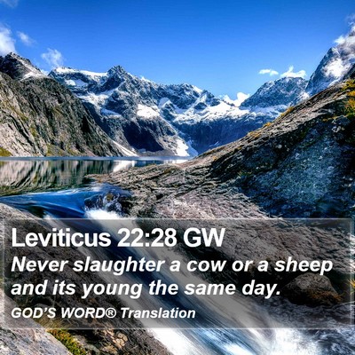 Leviticus 22:28 GW Bible Verse Image