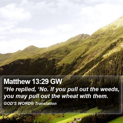 Matthew 13:29 GW Bible Verse Image