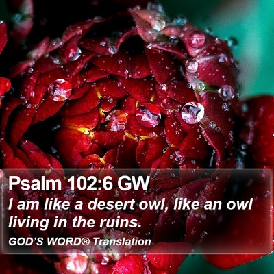 Psalm 102:6 GW Bible Verse Image