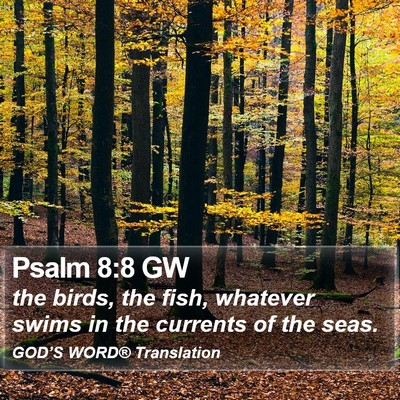 Psalm 8:8 GW Bible Verse Image