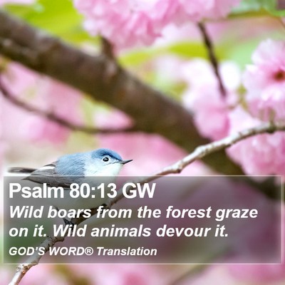 Psalm 80:13 GW Bible Verse Image
