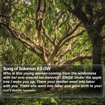 Song of Solomon 8:5 GW Bible Verse Image