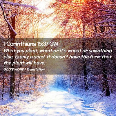 Picture 02 - 1 Corinthians 15:37 GW - What you plant, whether it’s wheat or something - Bible Verse Picture