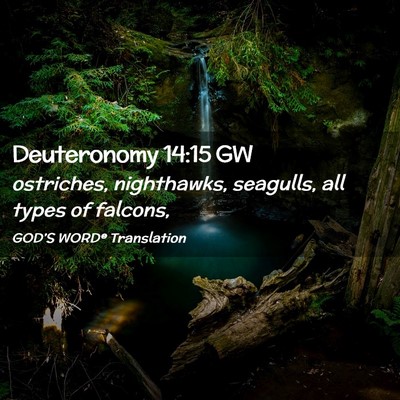 Picture 02 - Deuteronomy 14:15 GW - ostriches, nighthawks, seagulls, all types of - Bible Verse Picture
