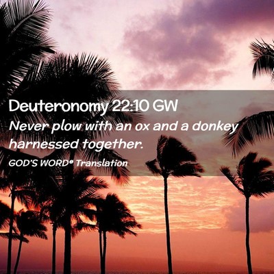 Picture 02 - Deuteronomy 22:10 GW - Never plow with an ox and a donkey harnessed - Bible Verse Picture