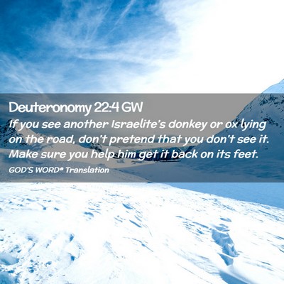 Picture 02 - Deuteronomy 22:4 GW - If you see another Israelite’s donkey or ox - Bible Verse Picture