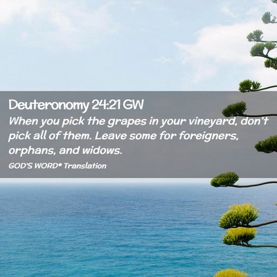 Picture 02 - Deuteronomy 24:21 GW - When you pick the grapes in your vineyard, - Bible Verse Picture