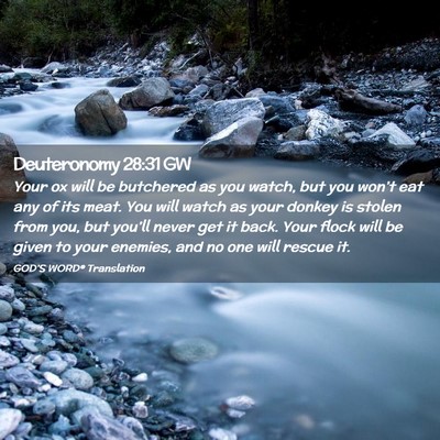 Picture 02 - Deuteronomy 28:31 GW - Your ox will be butchered as you watch, but you - Bible Verse Picture