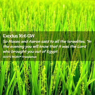 Picture 02 - Exodus 16:6 GW - So Moses and Aaron said to all the Israelites, - Bible Verse Picture