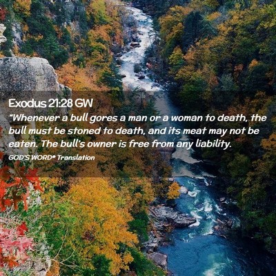 Picture 02 - Exodus 21:28 GW - “Whenever a bull gores a man or a woman to - Bible Verse Picture