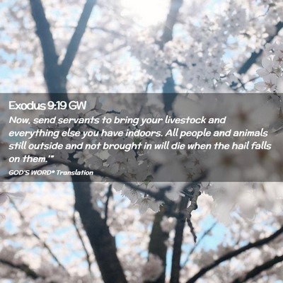 Picture 02 - Exodus 9:19 GW - Now, send servants to bring your livestock and - Bible Verse Picture