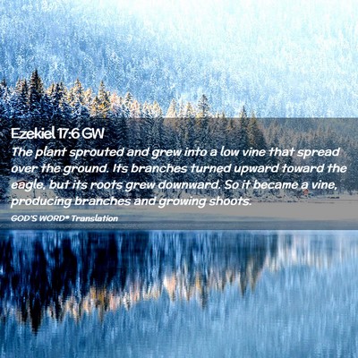 Picture 02 - Ezekiel 17:6 GW - The plant sprouted and grew into a low vine that - Bible Verse Picture