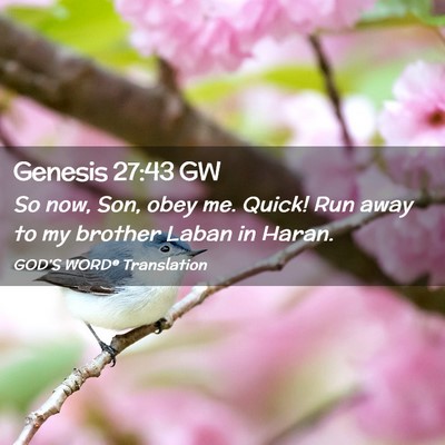 Picture 02 - Genesis 27:43 GW - So now, Son, obey me. Quick! Run away to my - Bible Verse Picture