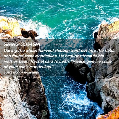 Picture 02 - Genesis 30:14 GW - During the wheat harvest Reuben went out into the - Bible Verse Picture