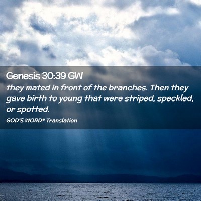 Picture 02 - Genesis 30:39 GW - they mated in front of the branches. Then they - Bible Verse Picture