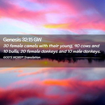 Picture 02 - Genesis 32:15 GW - 30 female camels with their young, 40 cows and 10 - Bible Verse Picture