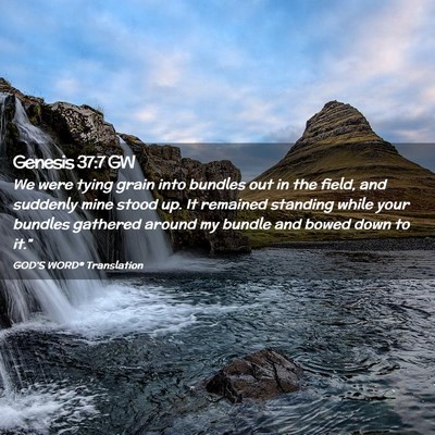 Picture 02 - Genesis 37:7 GW - We were tying grain into bundles out in the - Bible Verse Picture