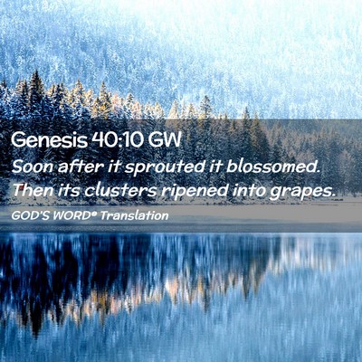 Picture 02 - Genesis 40:10 GW - Soon after it sprouted it blossomed. Then its - Bible Verse Picture