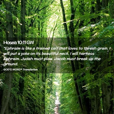 Picture 02 - Hosea 10:11 GW - “Ephraim is like a trained calf that loves to - Bible Verse Picture