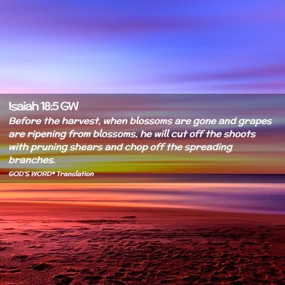 Picture 02 - Isaiah 18:5 GW - Before the harvest, when blossoms are gone and - Bible Verse Picture
