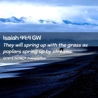 Picture 02 - Isaiah 44:4 GW - They will spring up with the grass as poplars - Bible Verse Picture
