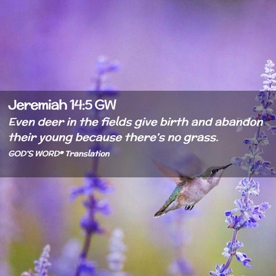Picture 02 - Jeremiah 14:5 GW - Even deer in the fields give birth and abandon - Bible Verse Picture
