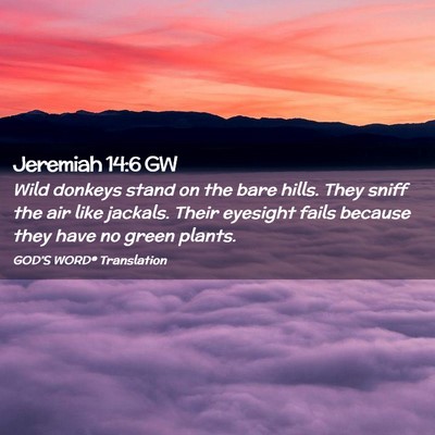 Picture 02 - Jeremiah 14:6 GW - Wild donkeys stand on the bare hills. They sniff - Bible Verse Picture