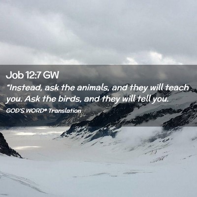 Picture 02 - Job 12:7 GW - “Instead, ask the animals, and they will teach - Bible Verse Picture