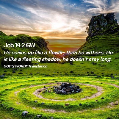 Picture 02 - Job 14:2 GW - He comes up like a flower; then he withers. He is - Bible Verse Picture
