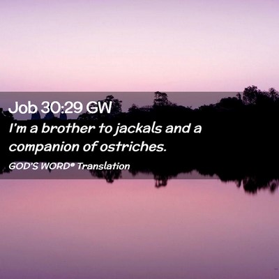 Picture 02 - Job 30:29 GW - I’m a brother to jackals and a companion of - Bible Verse Picture