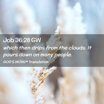 Picture 02 - Job 36:28 GW - which then drips from the clouds. It pours down - Bible Verse Picture