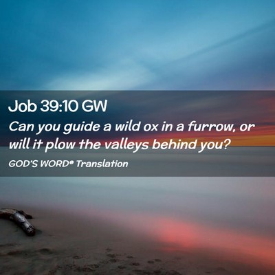 Picture 02 - Job 39:10 GW - Can you guide a wild ox in a furrow, or will it - Bible Verse Picture